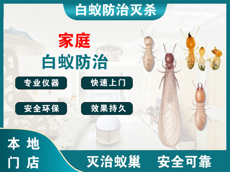越城区家庭白蚁防治