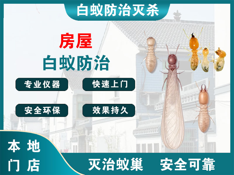 越城区房屋白蚁防治